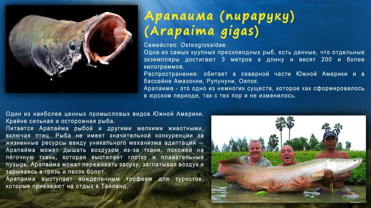 Арапайма: фото, содержание, видео
арапайма: фото, содержание, видео