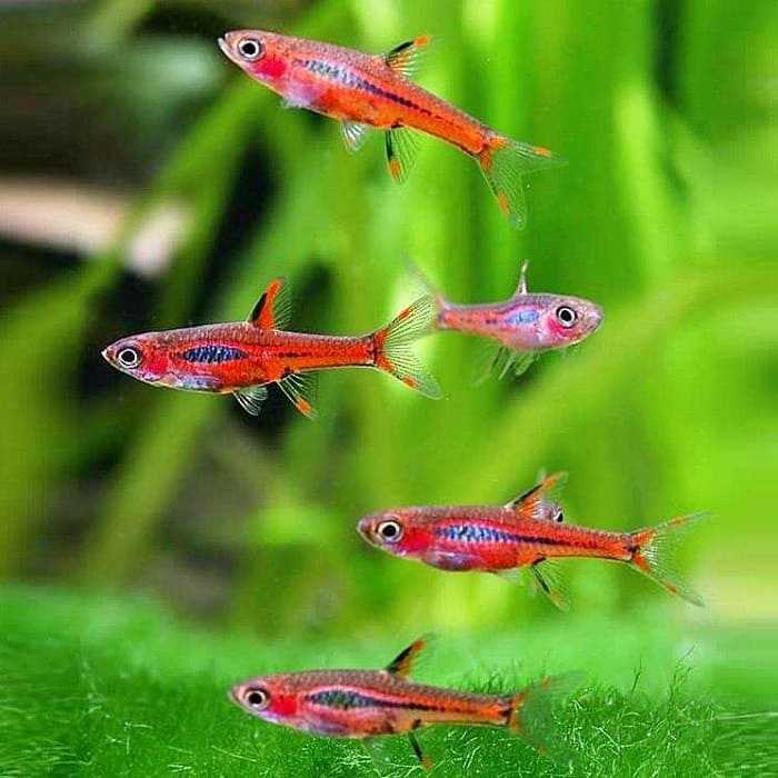 Расбора бригитта Boraras brigittae  прекрасная небольшая рыбка, которую можно рекомендовать всем и профессионалами, и новичкам Право содержать ее можно только с другими маленькими и безобидными