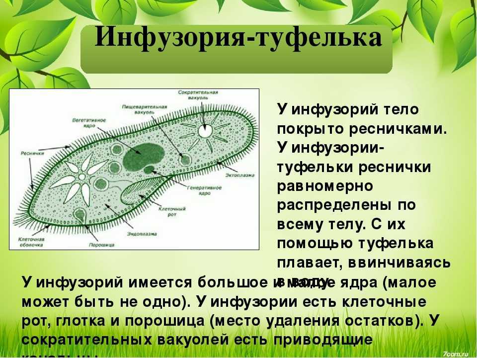 Строение и жизнедеятельность инфузории туфельки 7 класс - chvuz.ru