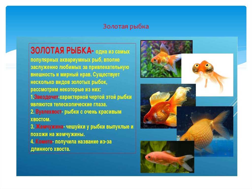 Золотая рыбка комета - аквариумная рыбка содержание и размножение