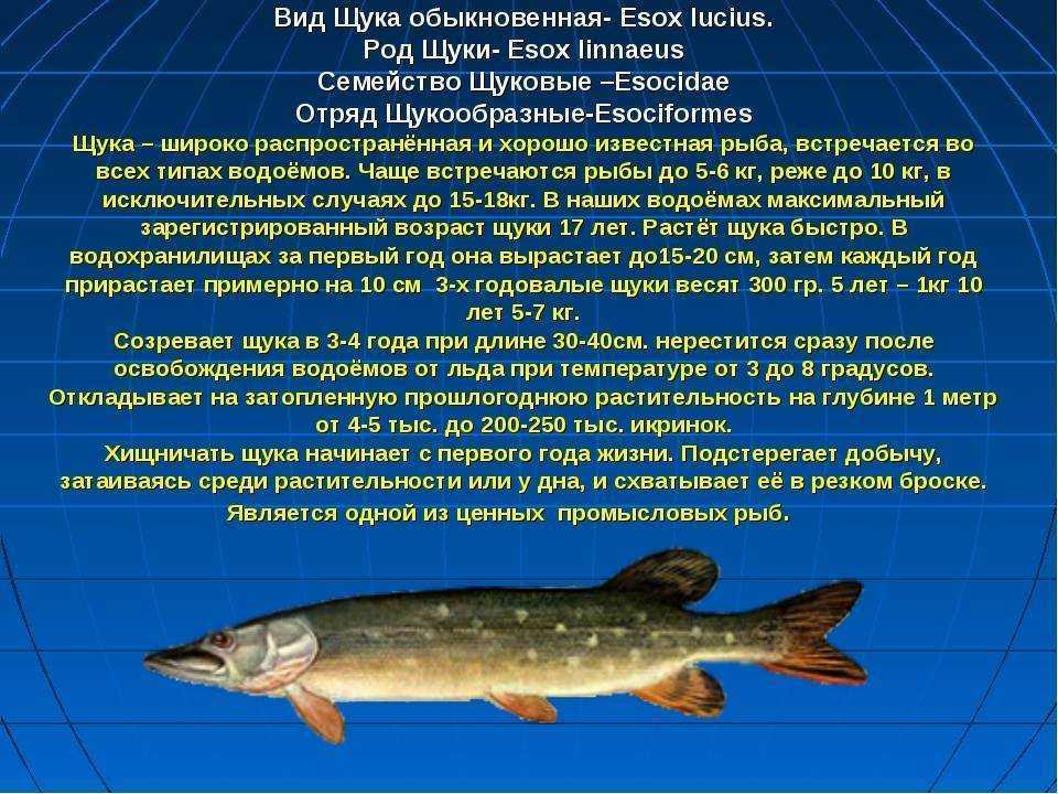 Все про шуку, где она обитает, её образ жизни, подробное описание и повадки, размножение, как правильно ловить