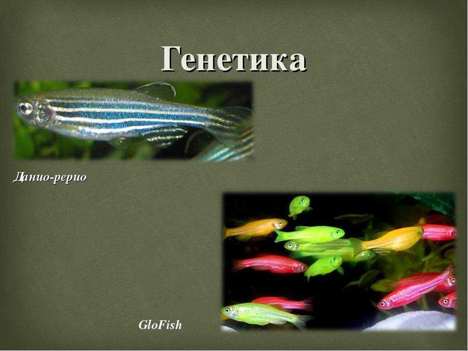 ᐉ данио малабарский деварио: содержание, фото-видео обзор - zoogradspb.ru