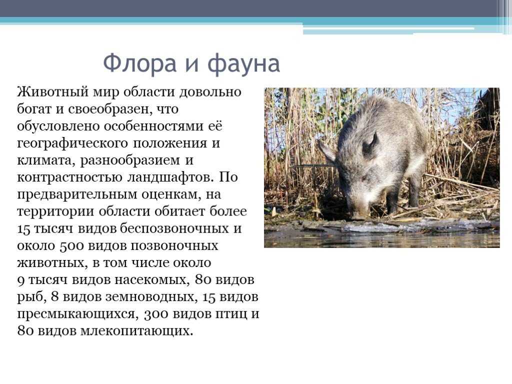 Тип водного режима реки обь кратко