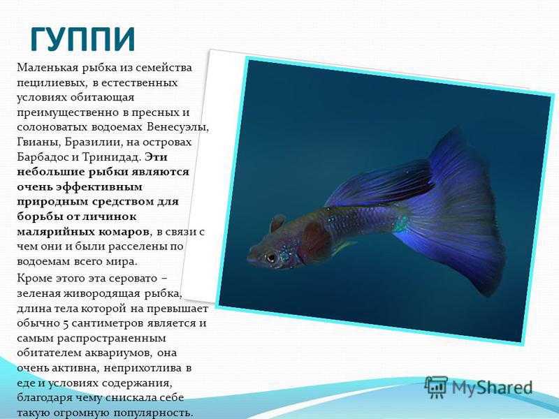 Золотые рыбки в аквариуме: содержание, кормление и размножение. какое отличие самца от самки, а также совместимость с другими рыбками