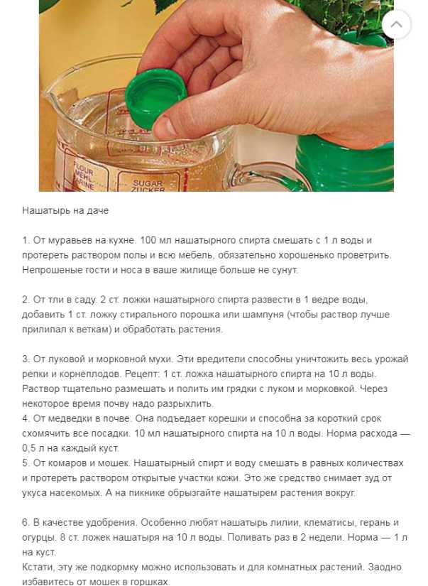Полезно ли пиво для растений. можно ли поливать цветы пивом? средство борьбы с садовыми вредителями