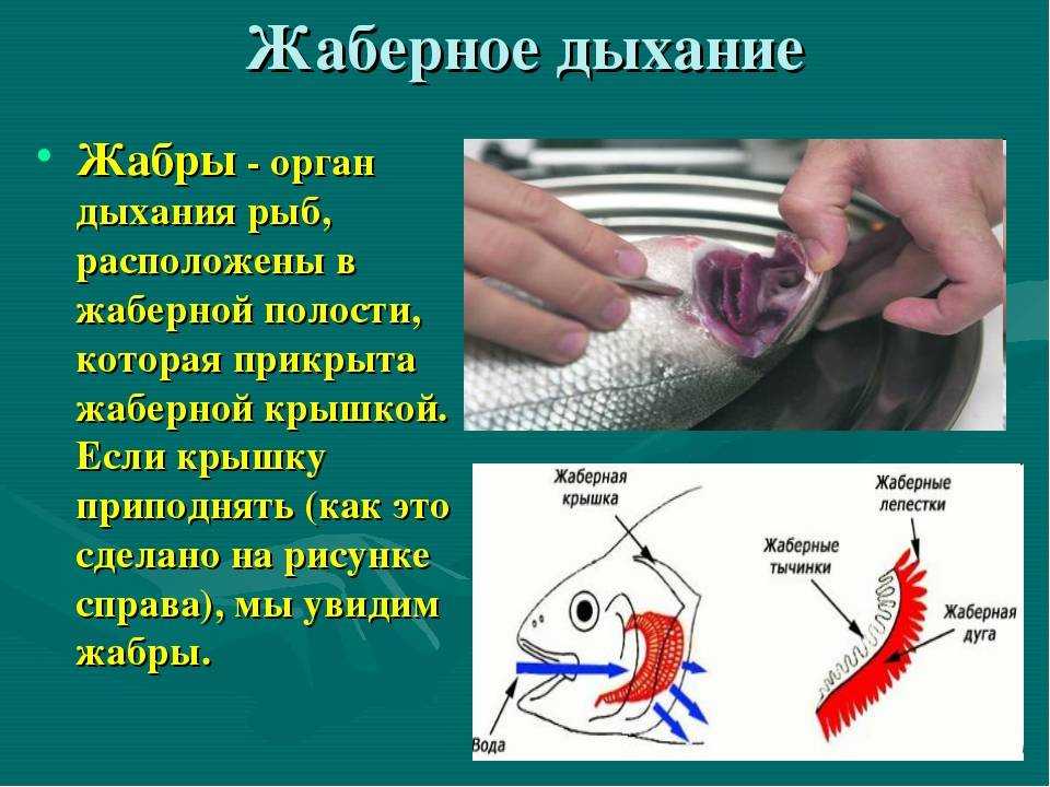 Строение рыб: описание,внешний вид,нервная система,кровеносная система