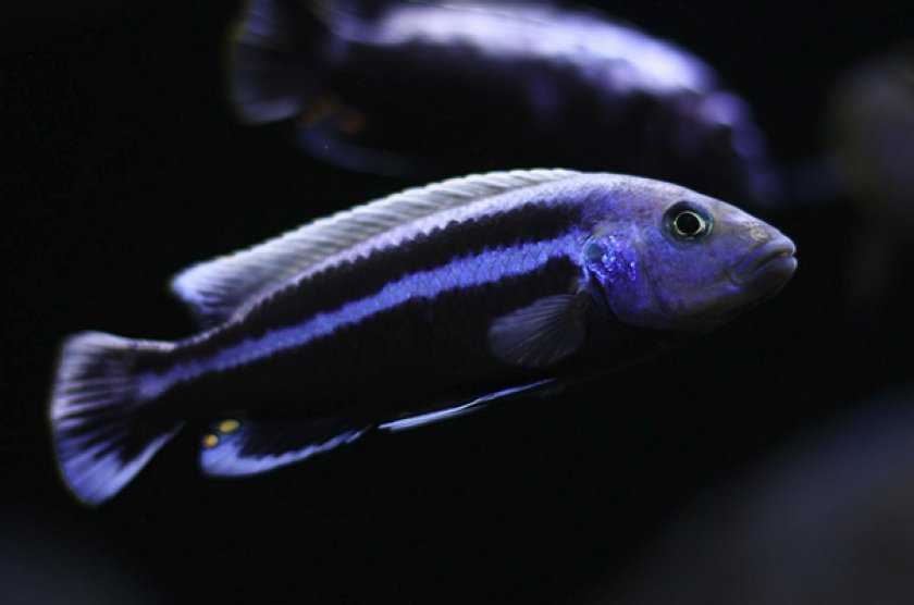 Аквариумная рыбка псевдохромис, pseudochromis