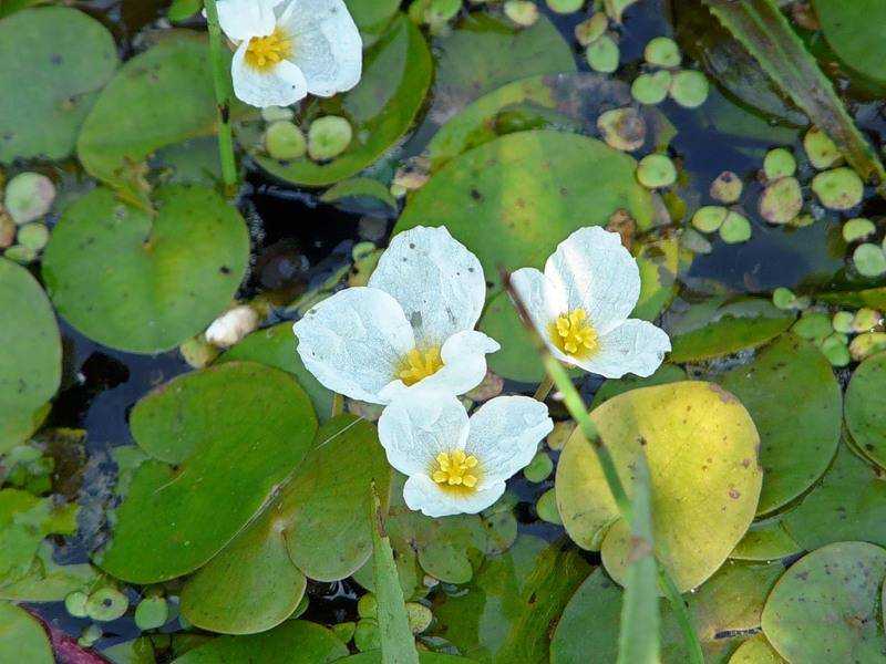 Водокрас лягушачий