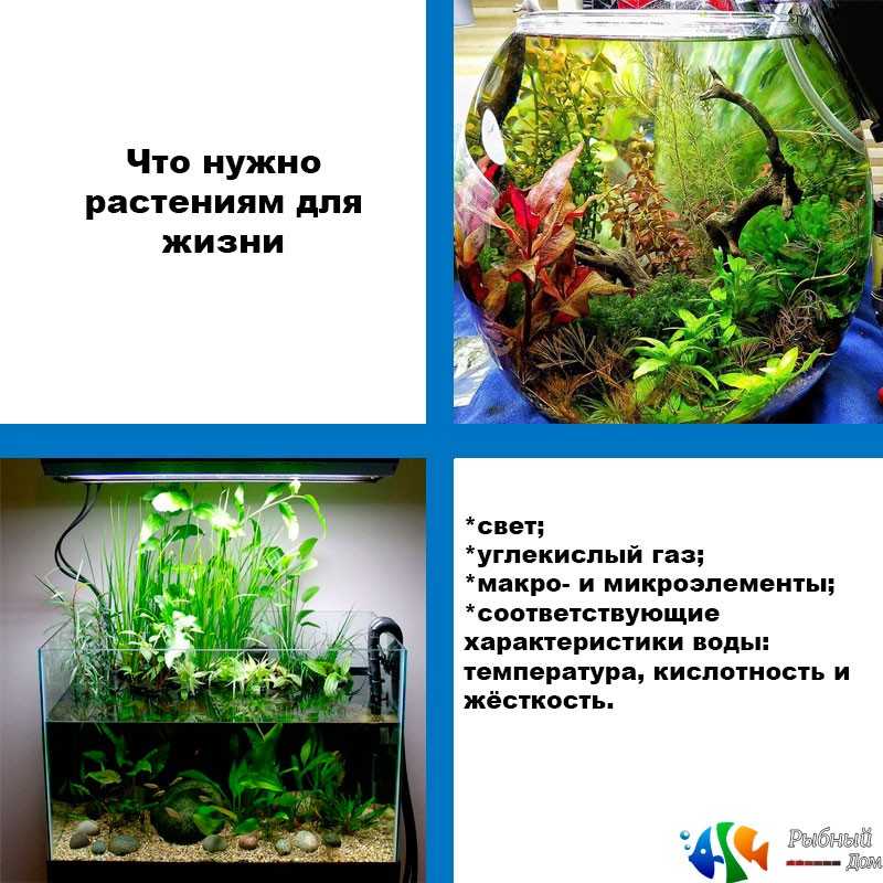 Аквариумные растения и водоросли неприхотливые к содержанию