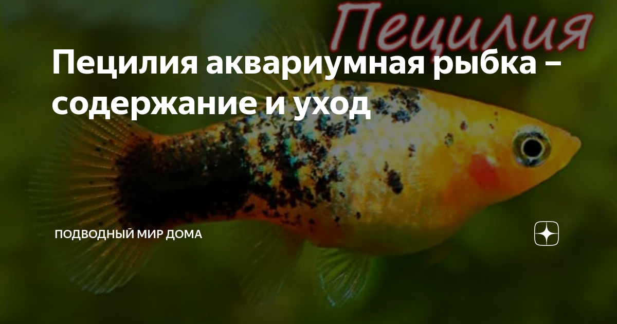 Пецилия: содержание, кормление, отличие самца от самки и их размножение - ribulki.ru