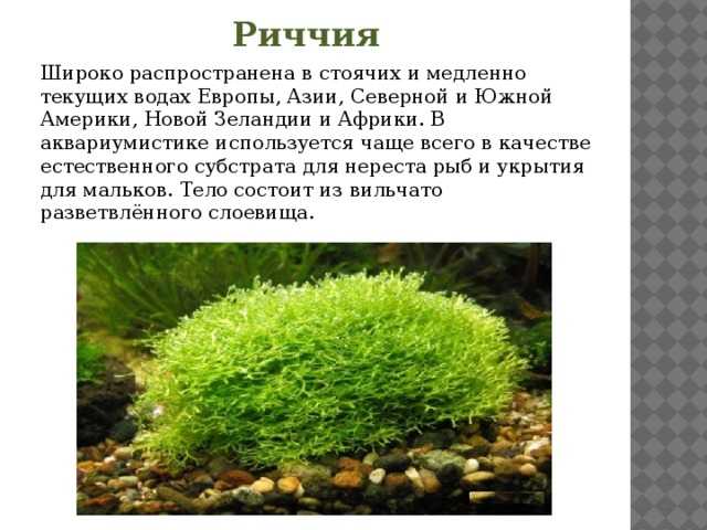 Риччия в аквариуме: условия содержания, польза и вред аквариумного растения | энциклопедия домашних животных