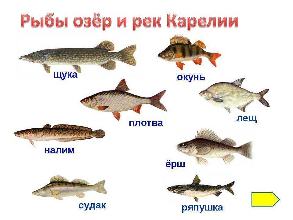 Первая поездка на онежское озеро выпала на начало июня.