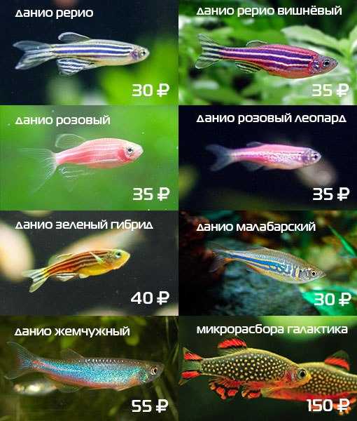 Аквариумная рыбка данио рерио: содержание и уход, размножение