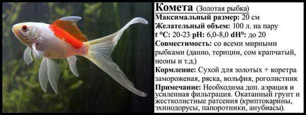 Комета — аквариумная рыбка