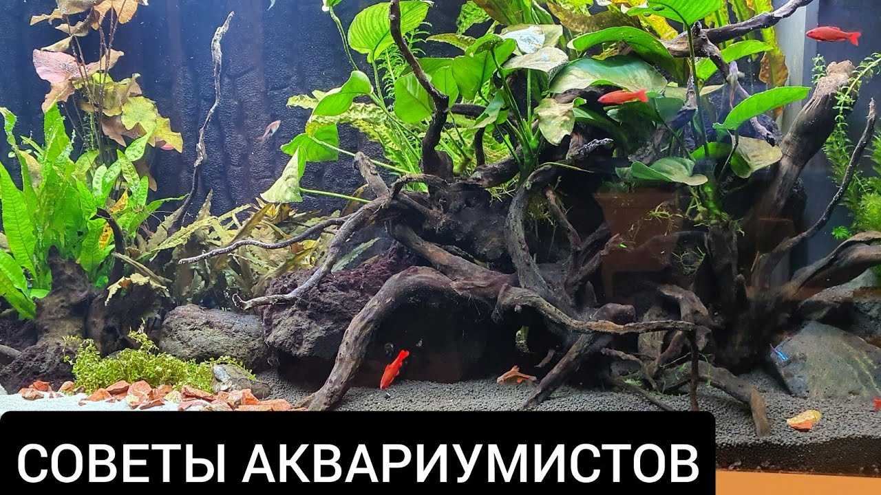 Совместимость аквариумных рыбок: какие рыбки могут жить в одном аквариуме, таблица совместимости, принцип совместимости, кто с кем уживается, ошибки