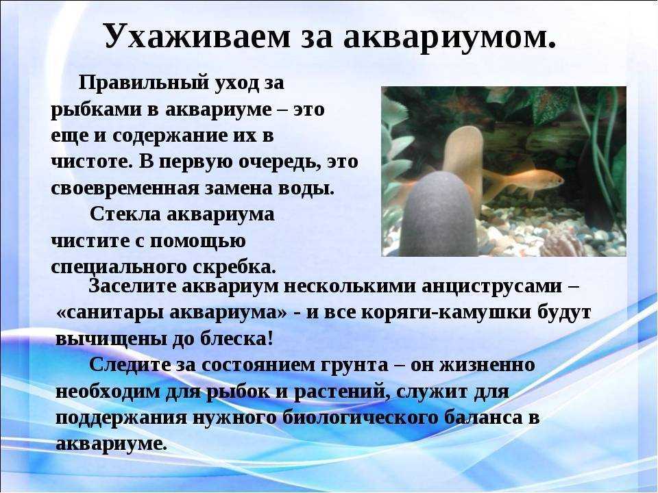 Запуск аквариума с нуля: пошаговая инструкция, запуск рыбок