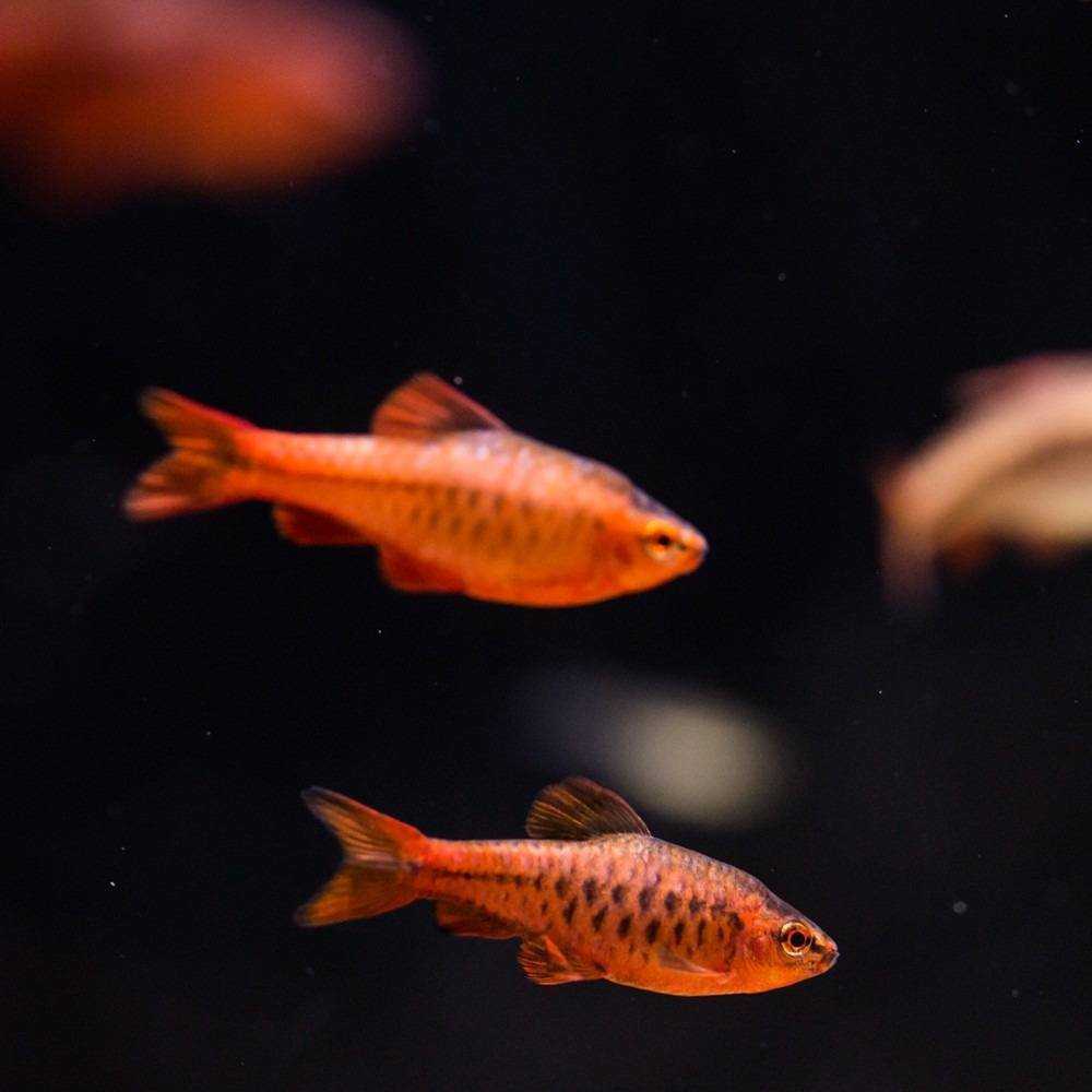 Барбус акулий / на латыни: balantiocheilos melanopterus