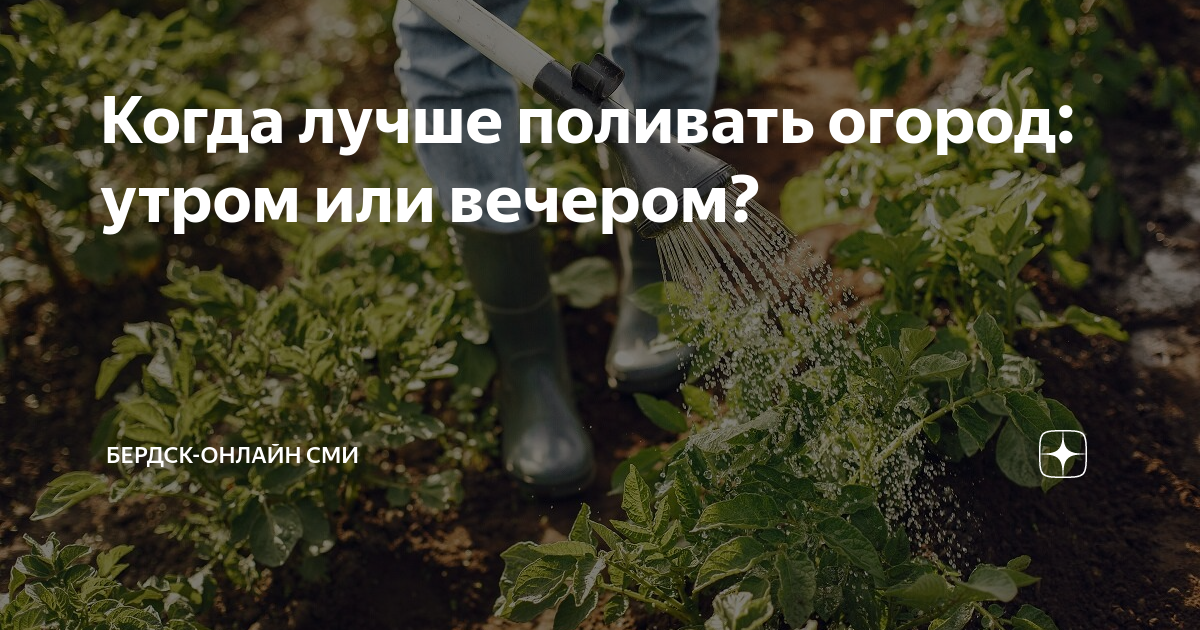 Правильный полив растений. правильный полив садово-огородных культур