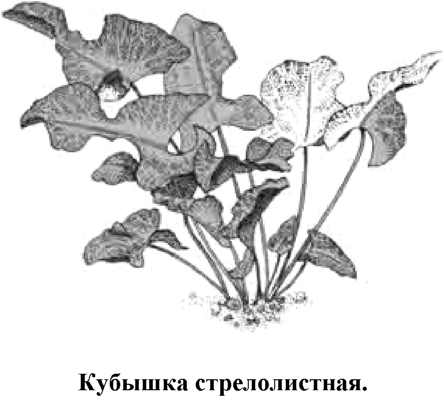 Аквариумное растение людвигия