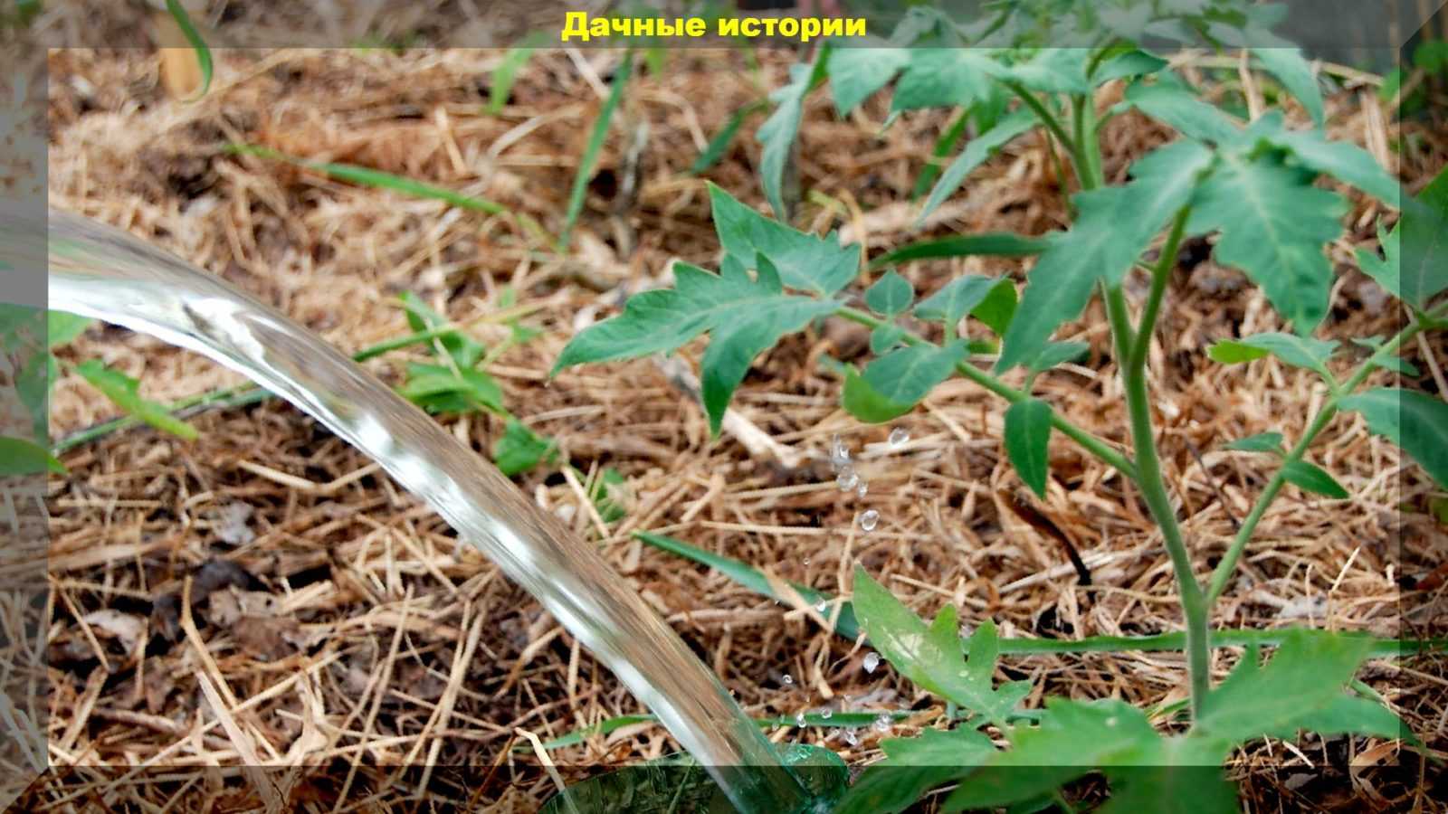 Сколько раз поливать теплицу: время полива утром и вечером, режим какой и методы, неделя первая для рассады