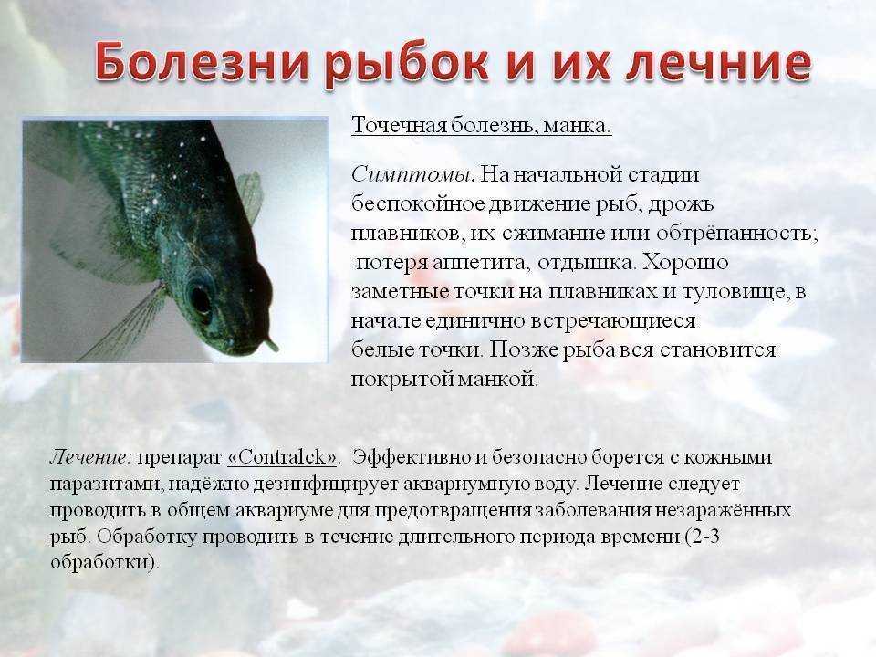 Гексамитоз у рыб: причины, симптомы, эффективные методы лечения