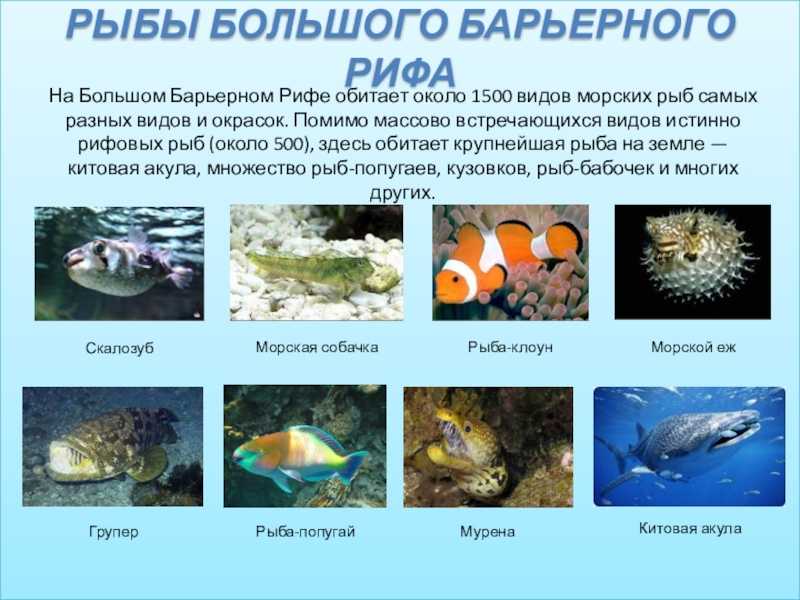Рыбы тихого океана: списки, самые большие, количество видов