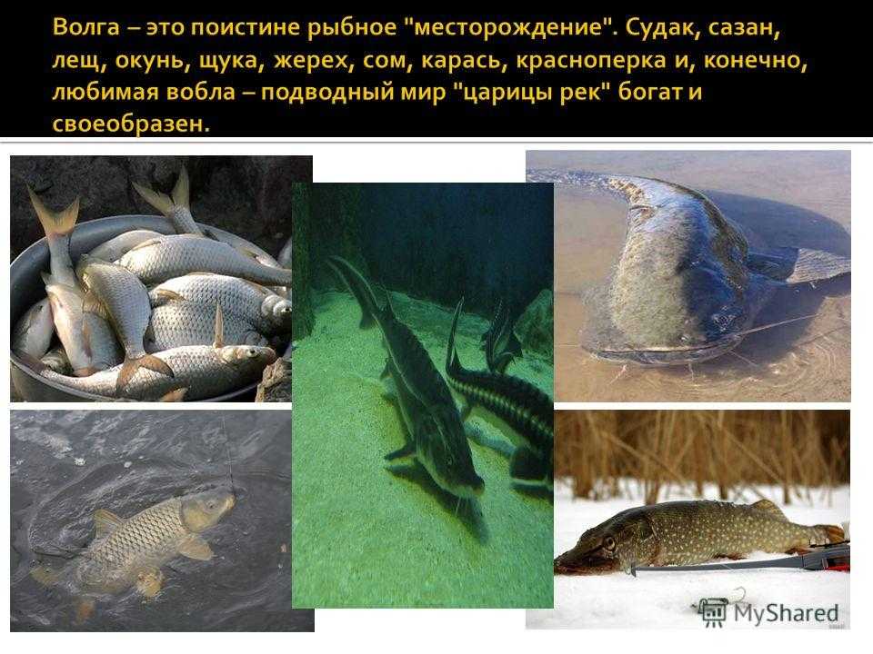Животные волги: кто обитает в реке волге и в каких условиях