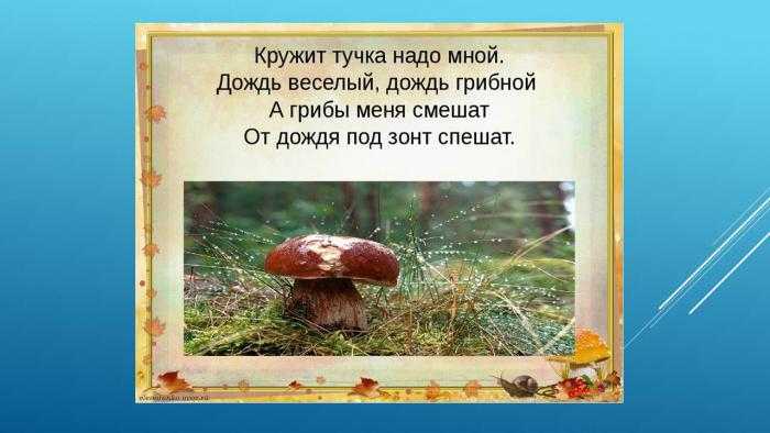 Поговорим о грибном дожде какой это дождик, почему его так называют, означает ли, что после таких осадков будут грибы, дадим описание и определение, причины образования