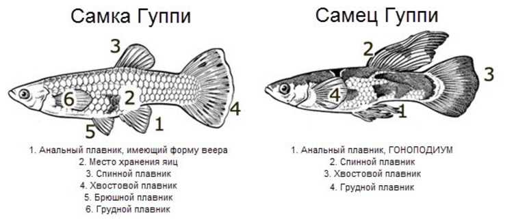 Пецилия: содержание, уход и размножение в аквариуме