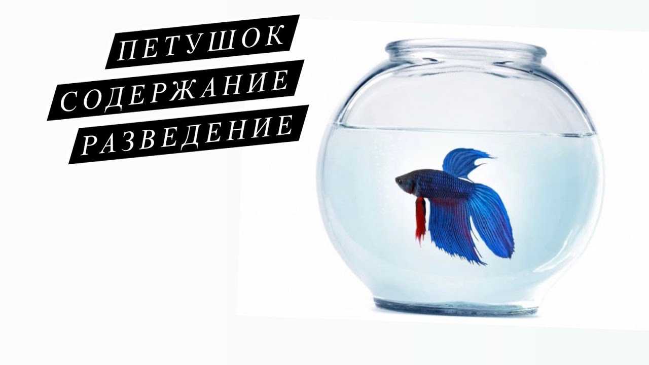 Почему рыбка петушок ничего не ест