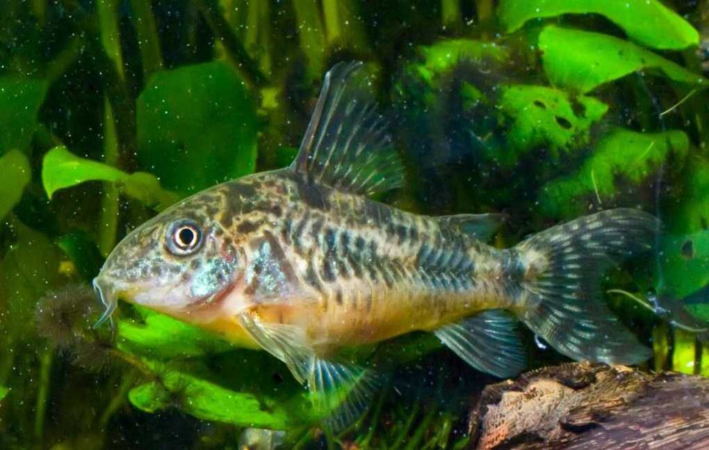 Сомик крапчатый (corydoras paleatus)