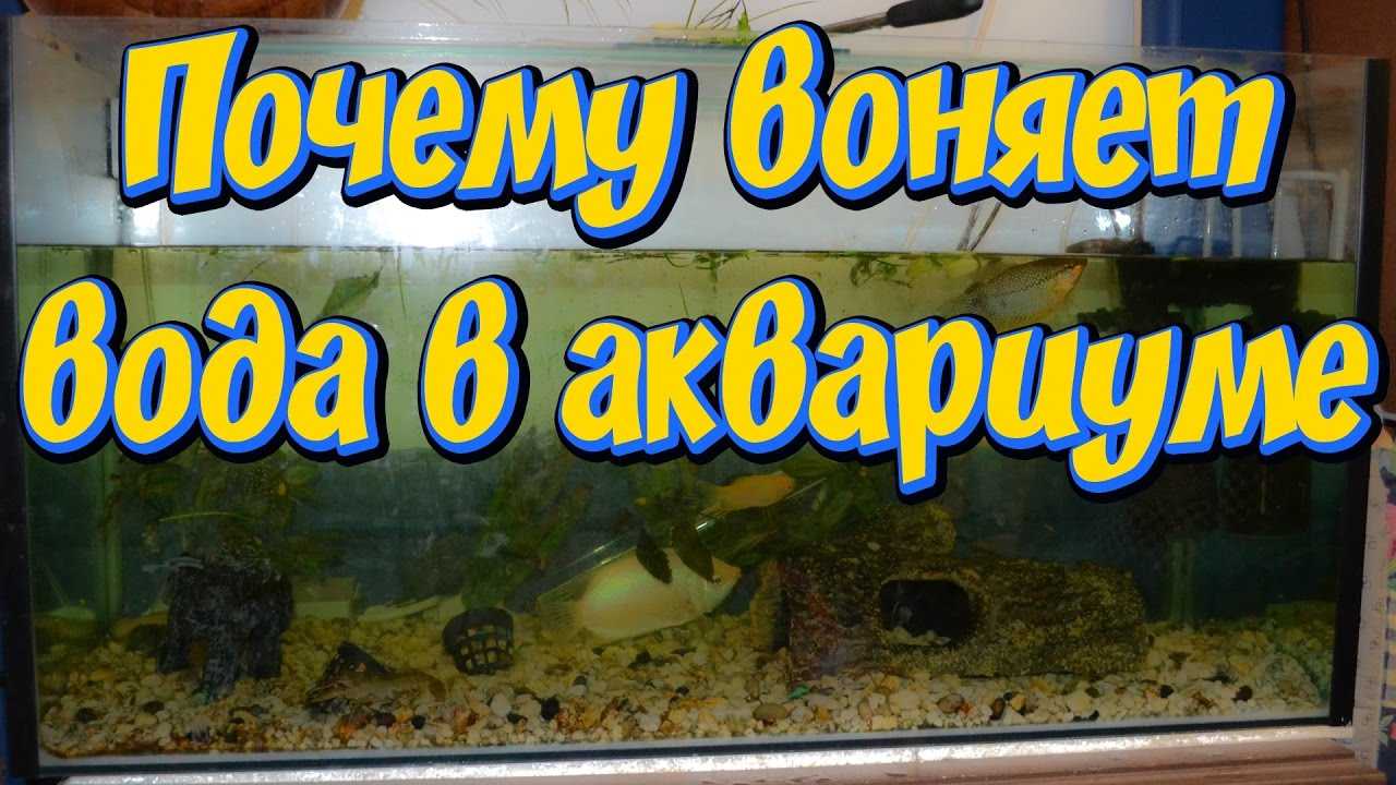 Почему воняет вода в аквариуме: причины, что делать если пахнет болотом, тухлятиной