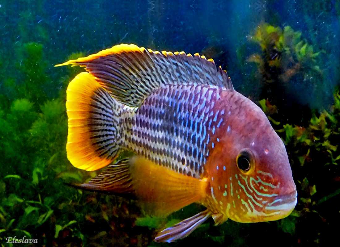 Акара бирюзовая (andinoacara rivulatus)