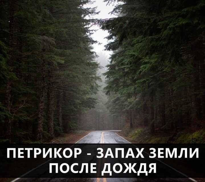Запах дождя: чем он пахнет и как называется