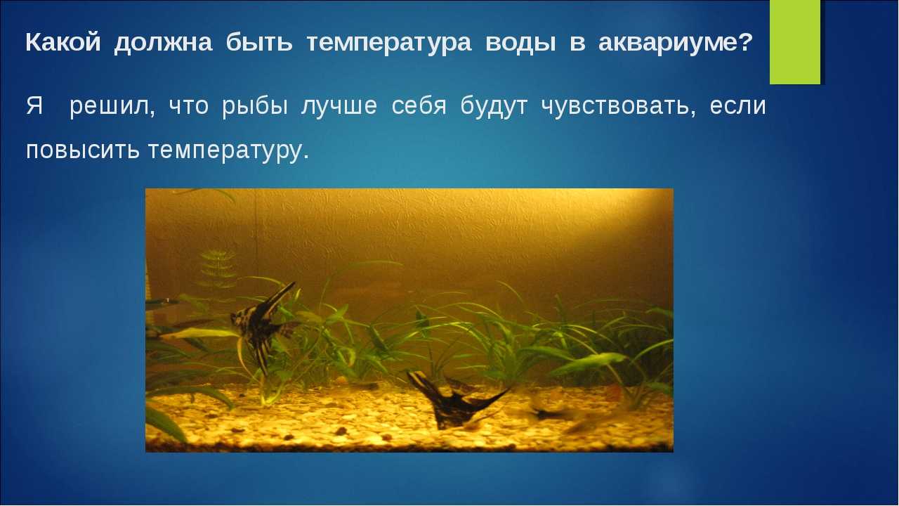 Какая температура должна быть в аквариуме с рыбками (+ таблица)