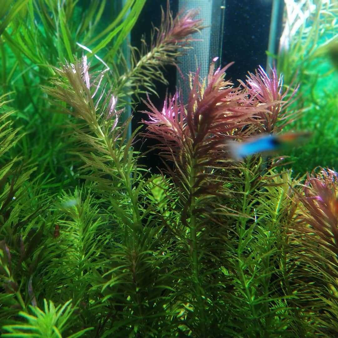 Амбулия  / на латыни: limnophila aquatica