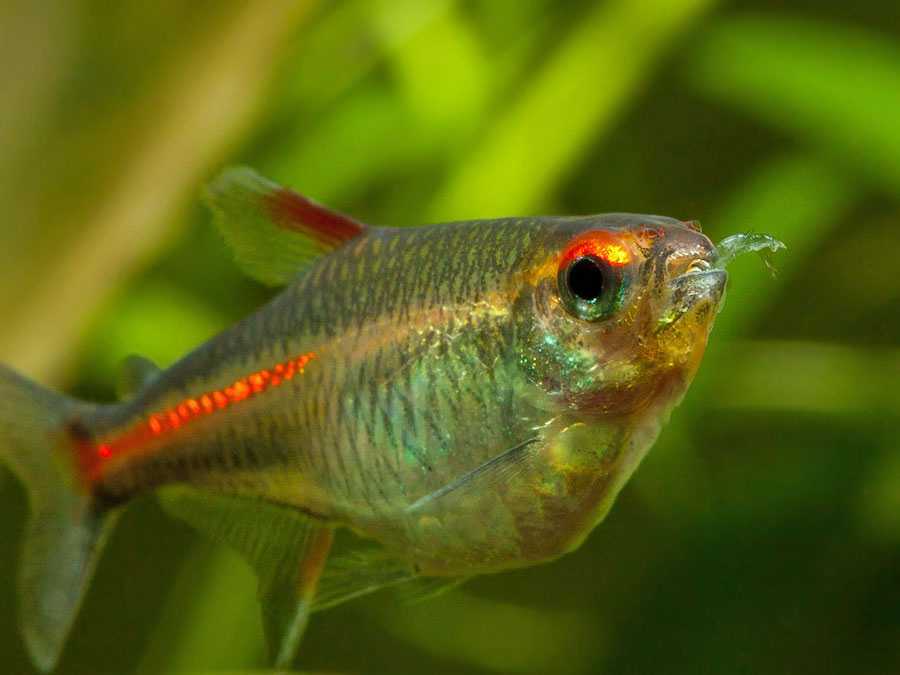 Тетра светлячок, эритрозонус (hemigrammus erythrozonus)