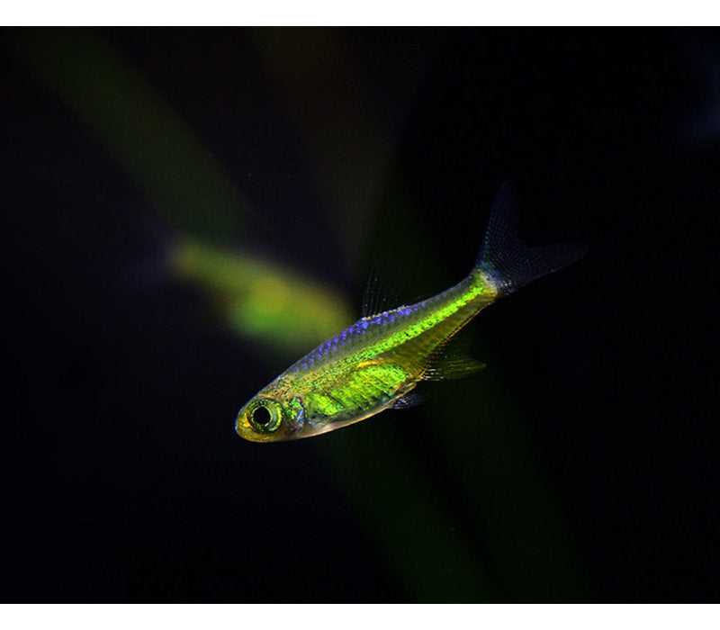 Kubotai rasbora (microdevario kubotai) | care & info - the shrimp farm