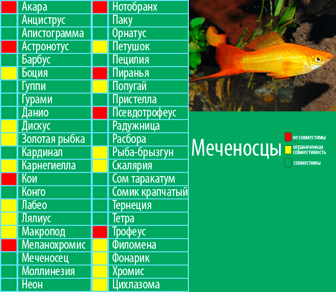 Расборы