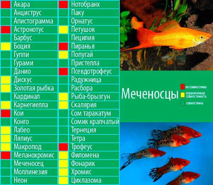 Аквариумные рыбки неоны, неприхотливые и яркие
