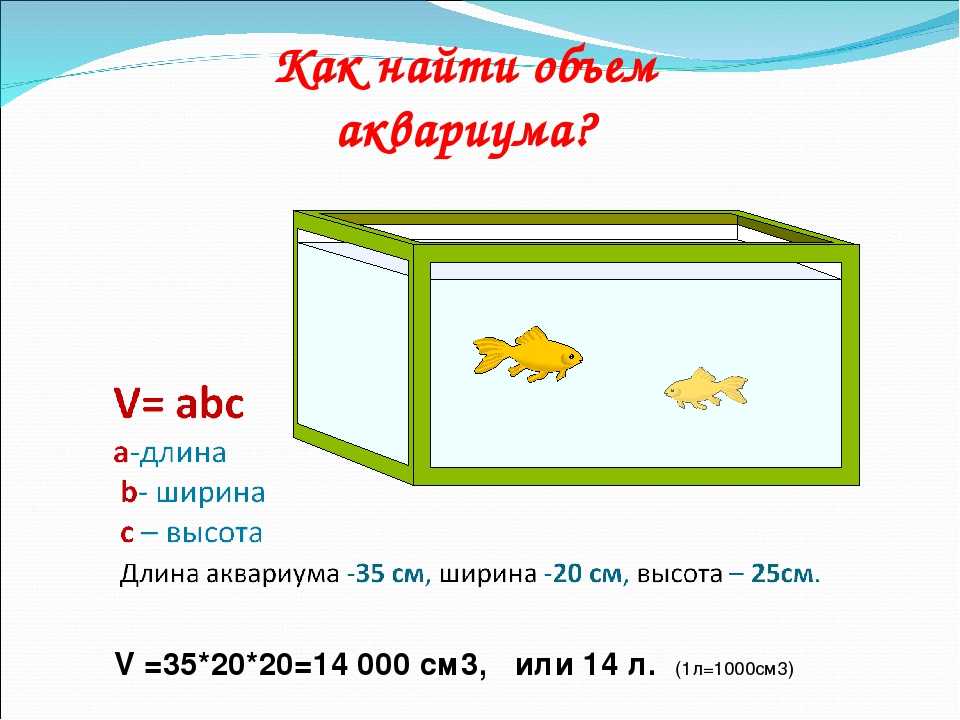 Содержание дискусов: размеры аквариума, необходимое оборудование