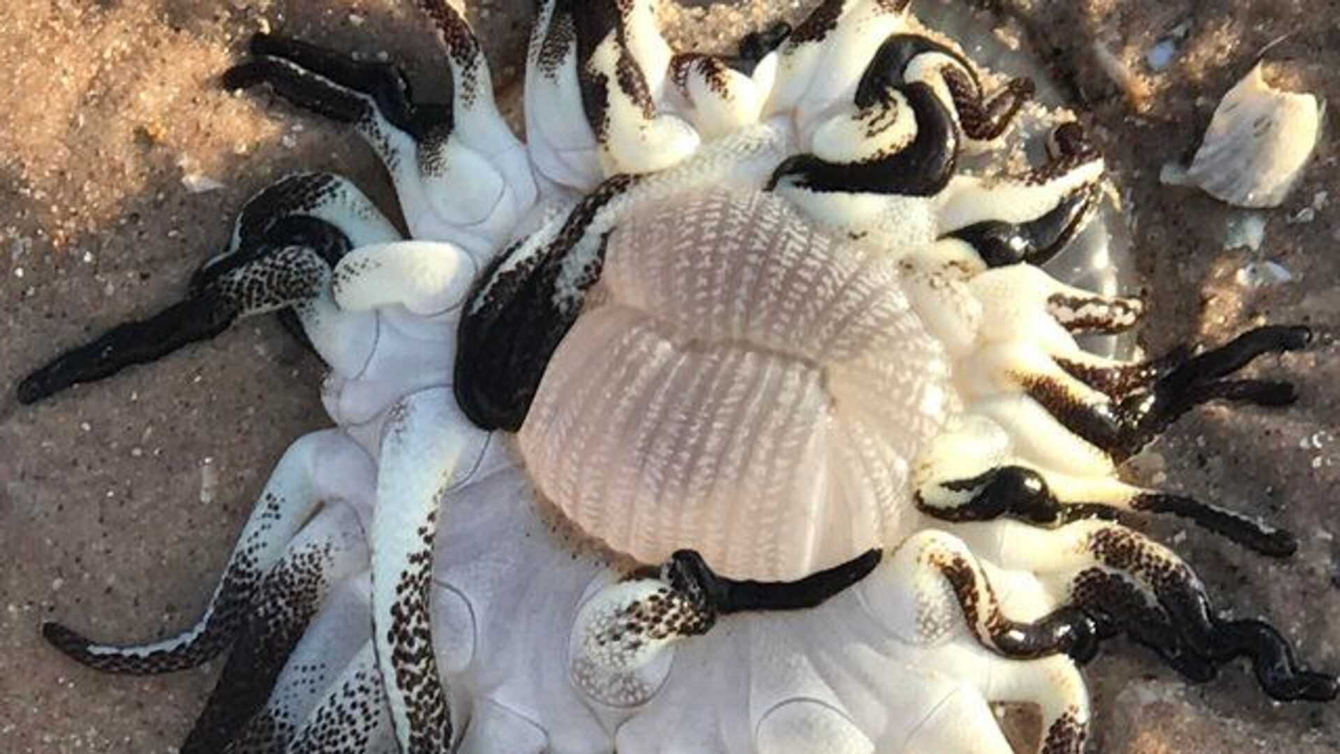 Где находится ломбокский пролив?