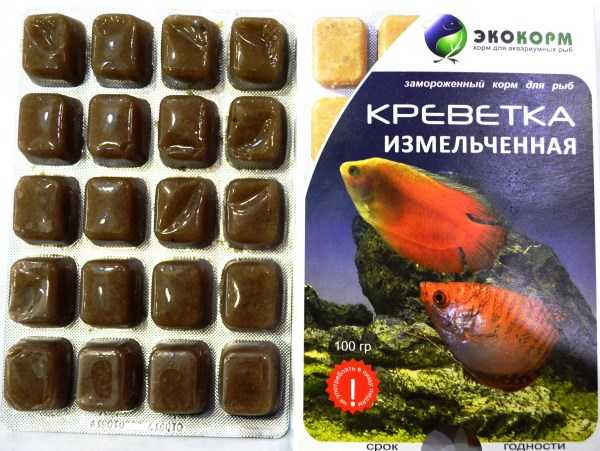 Что следует знать об аквариумных креветках