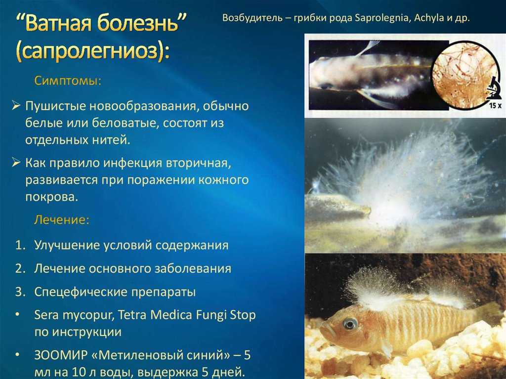 Болезни аквариумных рыбок