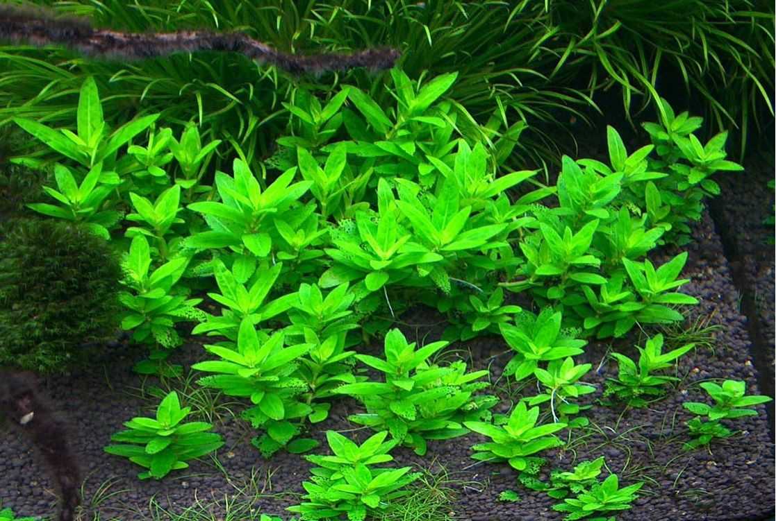 Staurogyne repens care guide: the perfect carpet plant!