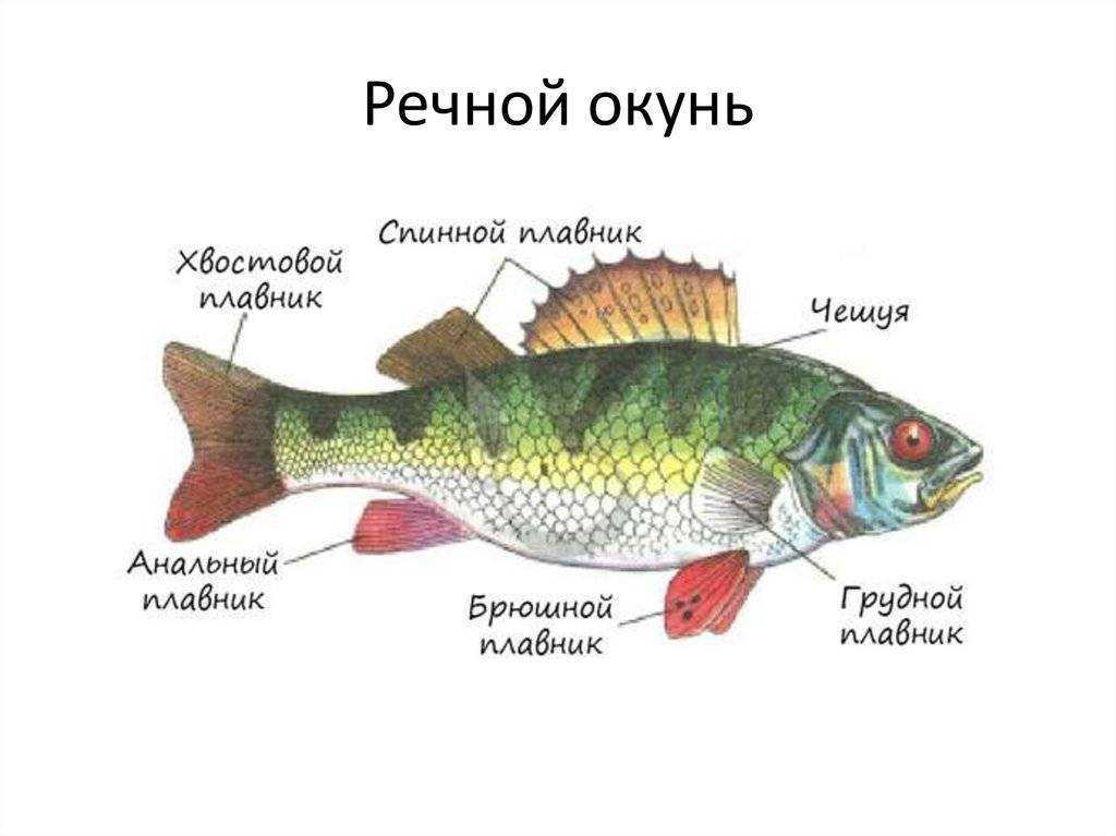 Окунь речной: характиристика вида, образ жизни и способы ловли