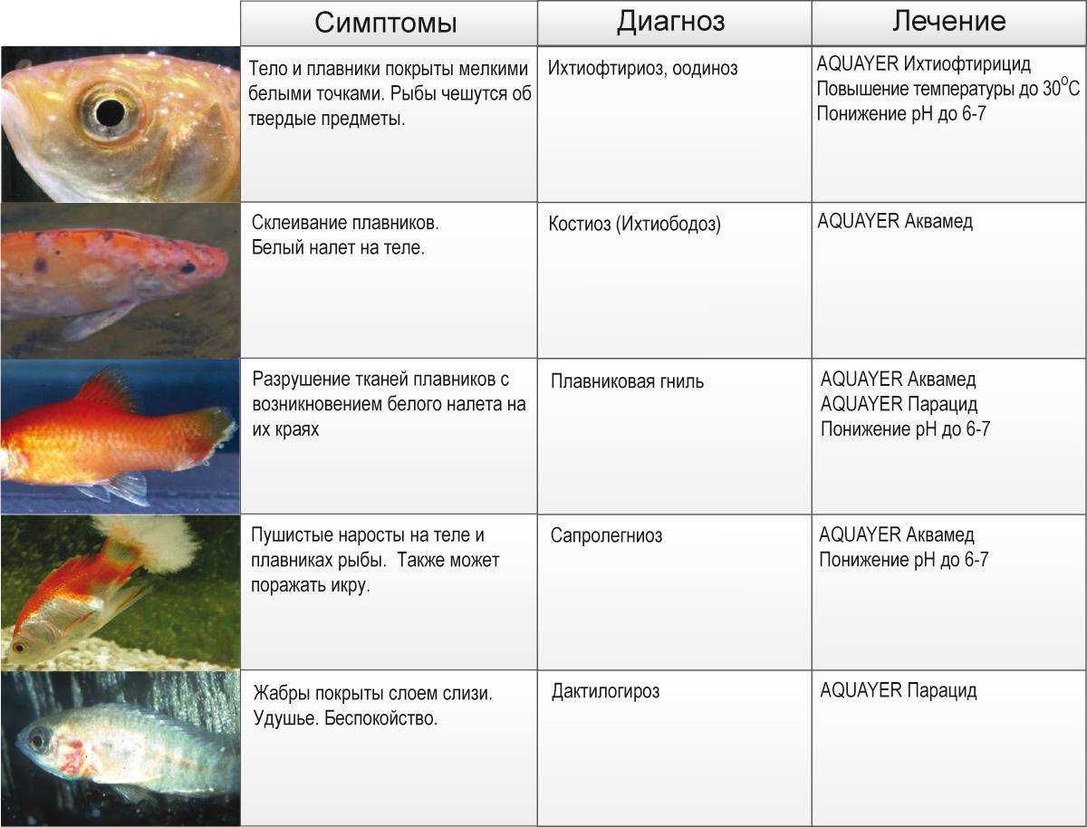 Почему умирают рыбы после чистки аквариума