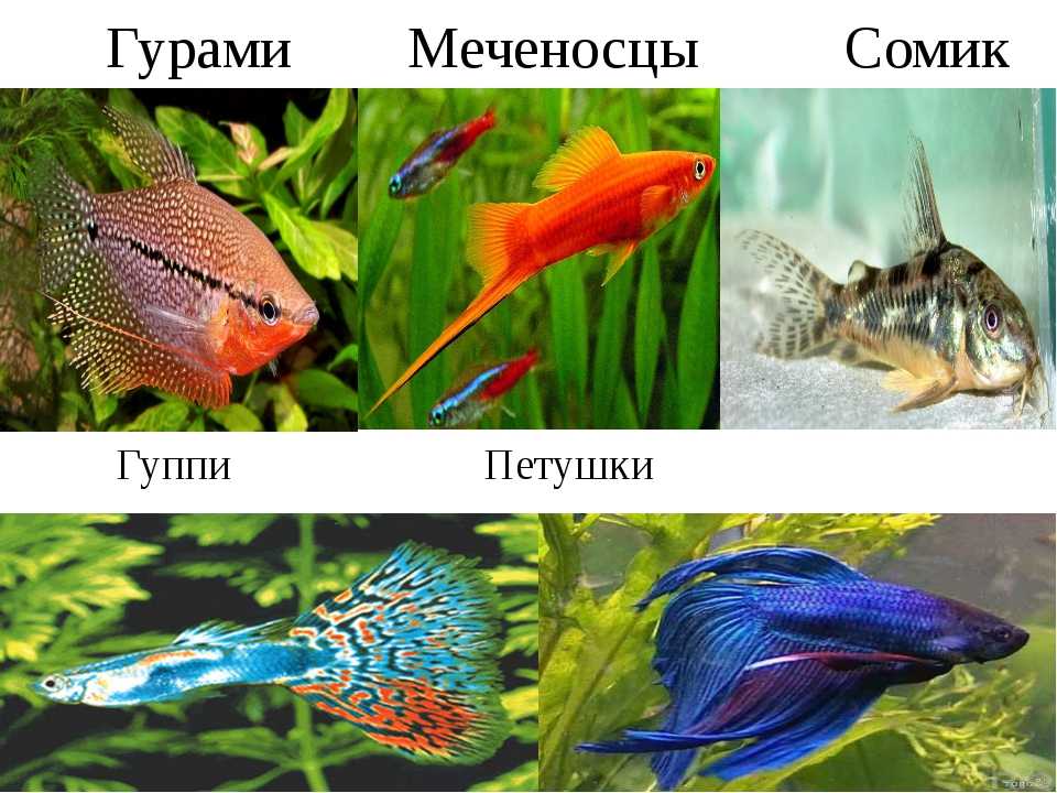 Рыбки для наноаквариума
рыбки для наноаквариума
