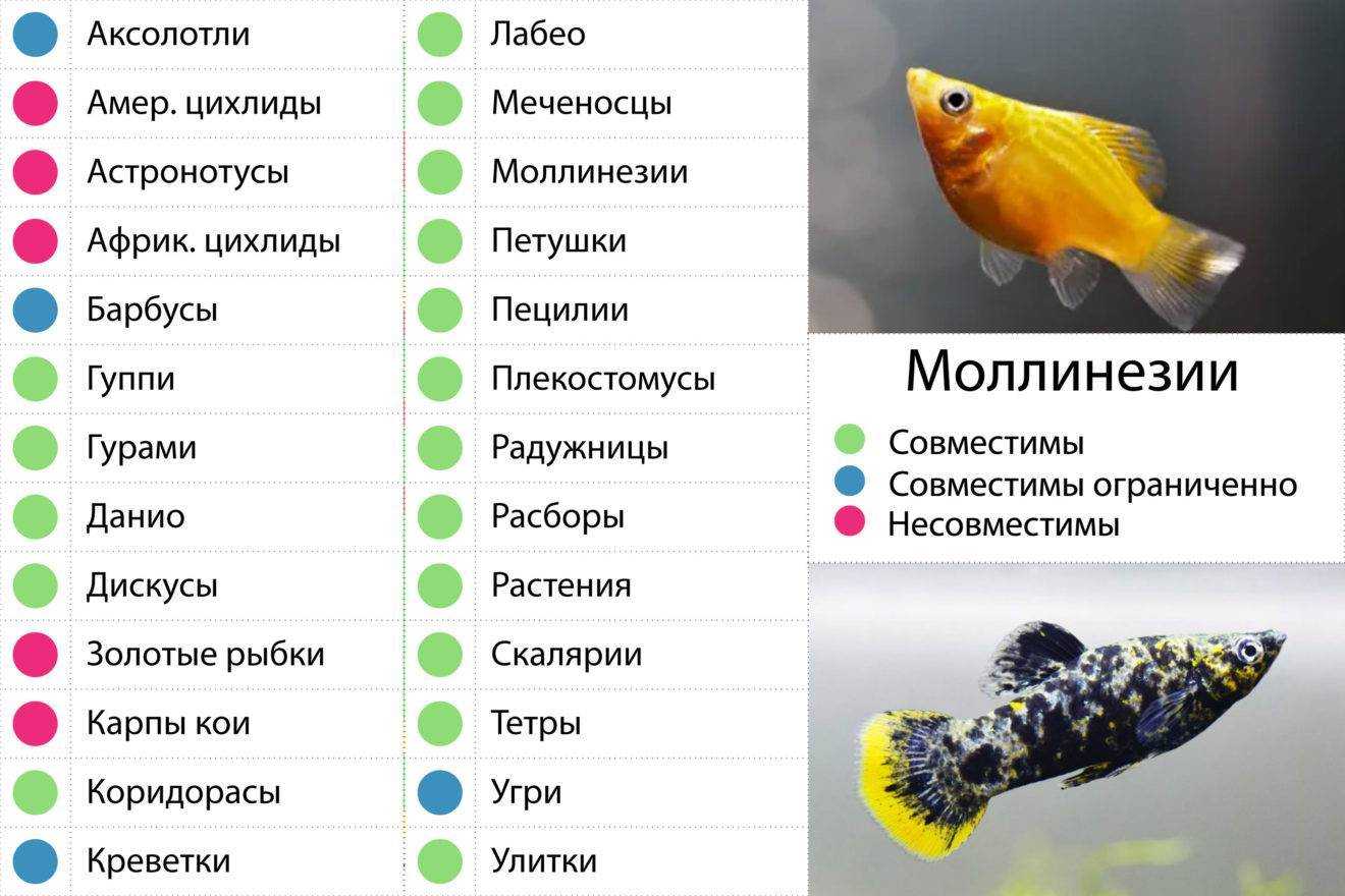 Белонесокс содержание, фото-видео обзор