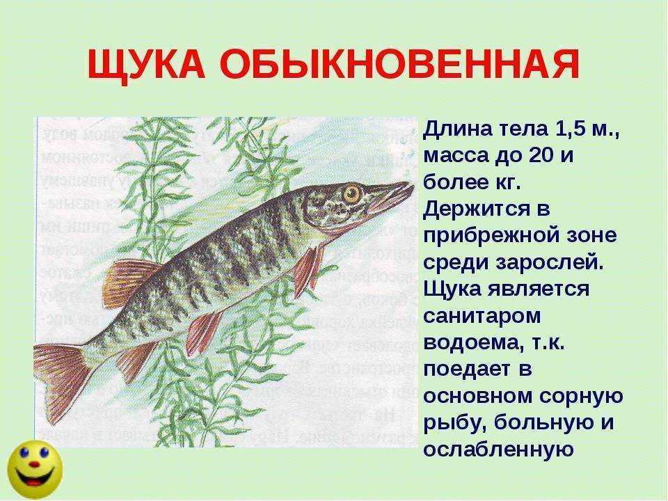 Щука обыкновенная: где водится рыба, виды, описание, размеры